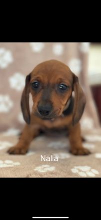 Süße Dackel Welpen