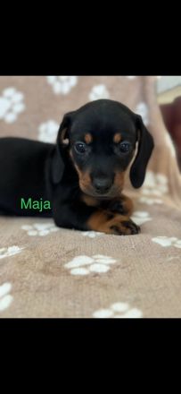 Süße Dackel Welpen