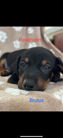 Süße Dackel Welpen