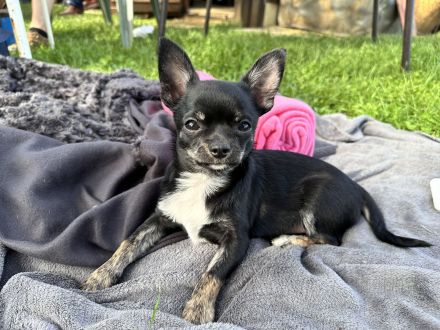 Chihuahua Welpen mit Ahnentafel