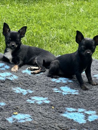Chihuahua Welpen mit Ahnentafel