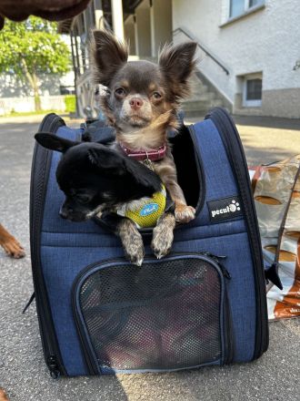 Chihuahua Welpen mit Ahnentafel