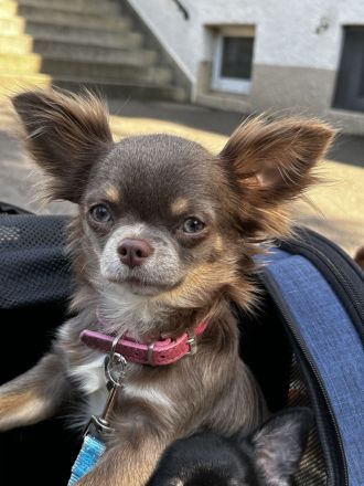 Chihuahua Welpen mit Ahnentafel