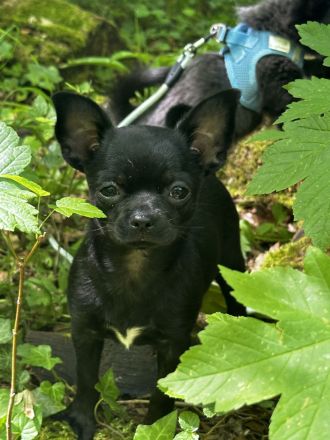 Chihuahua Welpen mit Ahnentafel