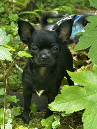 Chihuahua Welpen mit Ahnentafel