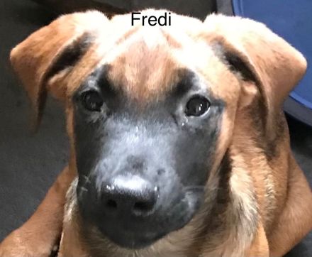Rhodesian Ridgeback /Appenzeller Jungunde/Welpen