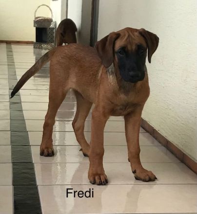 Rhodesian Ridgeback /Appenzeller Jungunde/Welpen