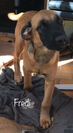 Rhodesian Ridgeback /Appenzeller Jungunde/Welpen