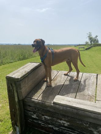 Rhodesian Ridgeback /Appenzeller Jungunde/Welpen