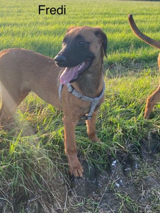 Rhodesian Ridgeback /Appenzeller Jungunde/Welpen