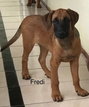 Rhodesian Ridgeback /Appenzeller Jungunde/Welpen