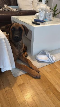 Rhodesian Ridgeback /Appenzeller Jungunde/Welpen