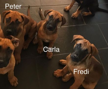 Rhodesian Ridgeback /Appenzeller Jungunde/Welpen