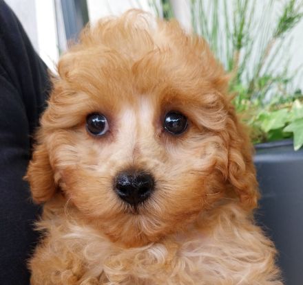 Goldiges Teddymädchen