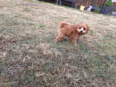 Goldiges Teddymädchen