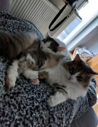 2 Kätzinnen suchen dringend neues Zuhause