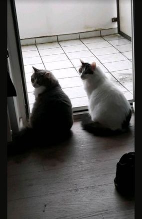 2 Kätzinnen suchen dringend neues Zuhause