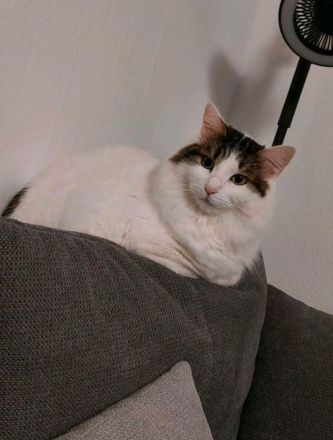 2 Kätzinnen suchen dringend neues Zuhause