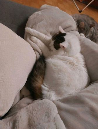 2 Kätzinnen suchen dringend neues Zuhause