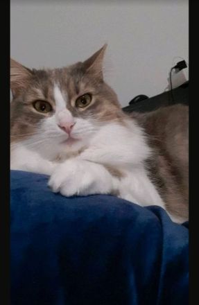 2 Kätzinnen suchen dringend neues Zuhause