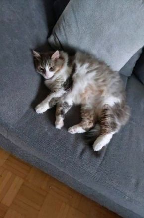 2 Kätzinnen suchen dringend neues Zuhause