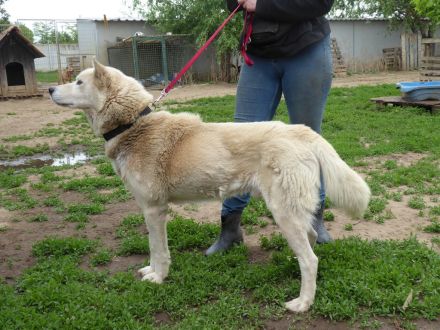 Wolf, ein wunderschöner XXL Mischlingsrüde