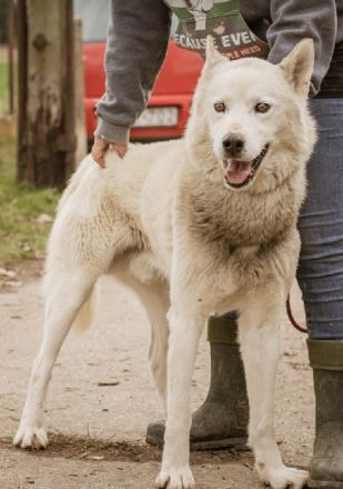 Wolf, ein wunderschöner XXL Mischlingsrüde