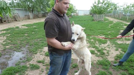 Wolf, ein wunderschöner XXL Mischlingsrüde