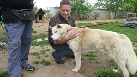 Wolf, ein wunderschöner XXL Mischlingsrüde