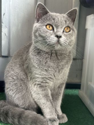British Shorthair