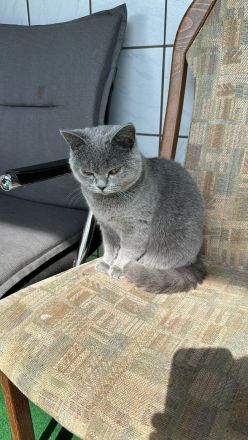 British Shorthair