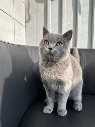 British Shorthair