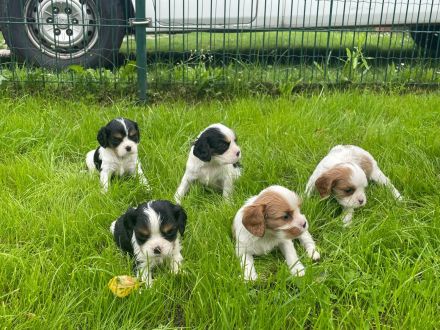 Cavalier king charles spaniel