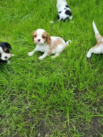 Cavalier king charles spaniel