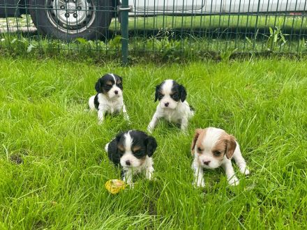 Cavalier king charles spaniel