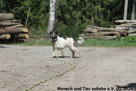 Quentin jung und groß sucht hundeerfahrene Menschen