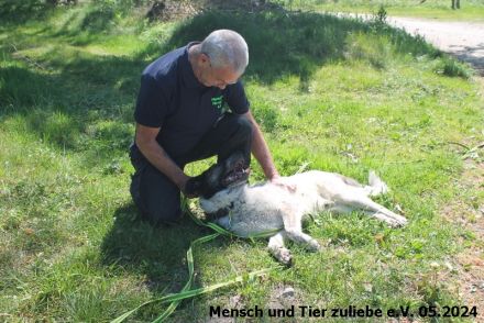 Quentin jung und groß sucht hundeerfahrene Menschen