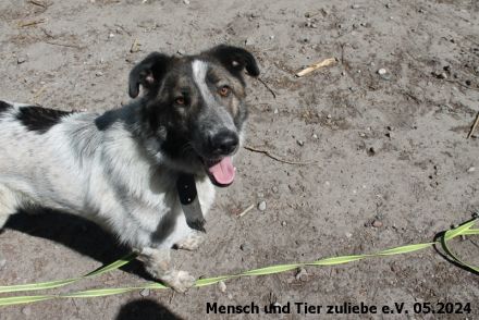 Quentin jung und groß sucht hundeerfahrene Menschen