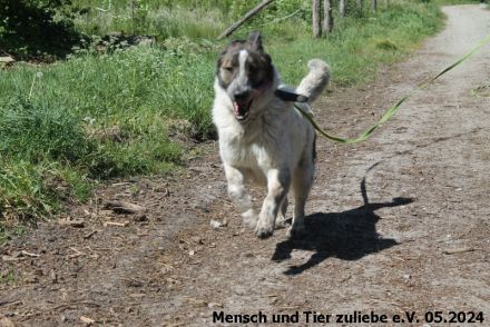 Quentin jung und groß sucht hundeerfahrene Menschen