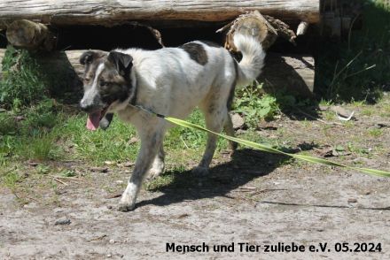 Quentin jung und groß sucht hundeerfahrene Menschen