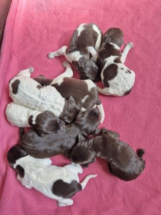 Deutsch Drahthaar  Welpen