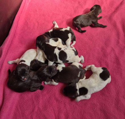 Deutsch Drahthaar  Welpen