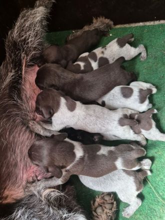 Deutsch Drahthaar  Welpen