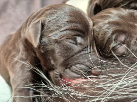 Deutsch Drahthaar  Welpen