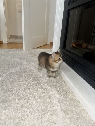 BKH kitten Goldenshaded