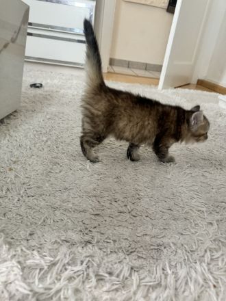 BKH kitten Goldenshaded