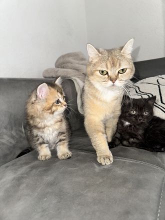 BKH kitten Goldenshaded