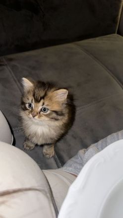 BKH kitten Goldenshaded