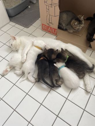 3 kleine BKH - Russischblau Kitten suchen noch ihr zu Hause