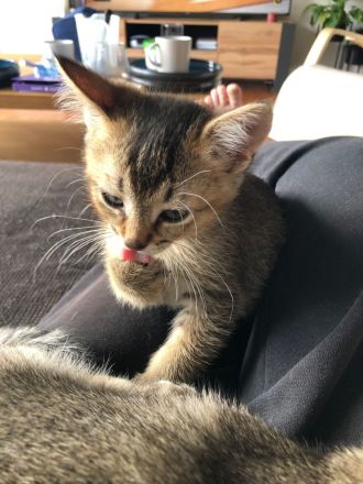 3 kleine BKH - Russischblau Kitten suchen noch ihr zu Hause